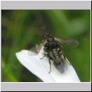 Crossocerus sp - Grabwespe 01a.jpg